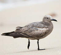 Grey Gull