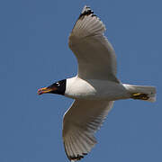 Pallas's Gull