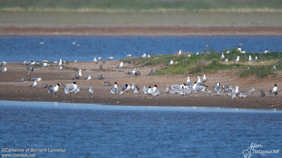 Pallas's Gull, colonial reprod.