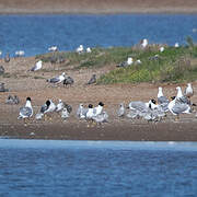 Pallas's Gull