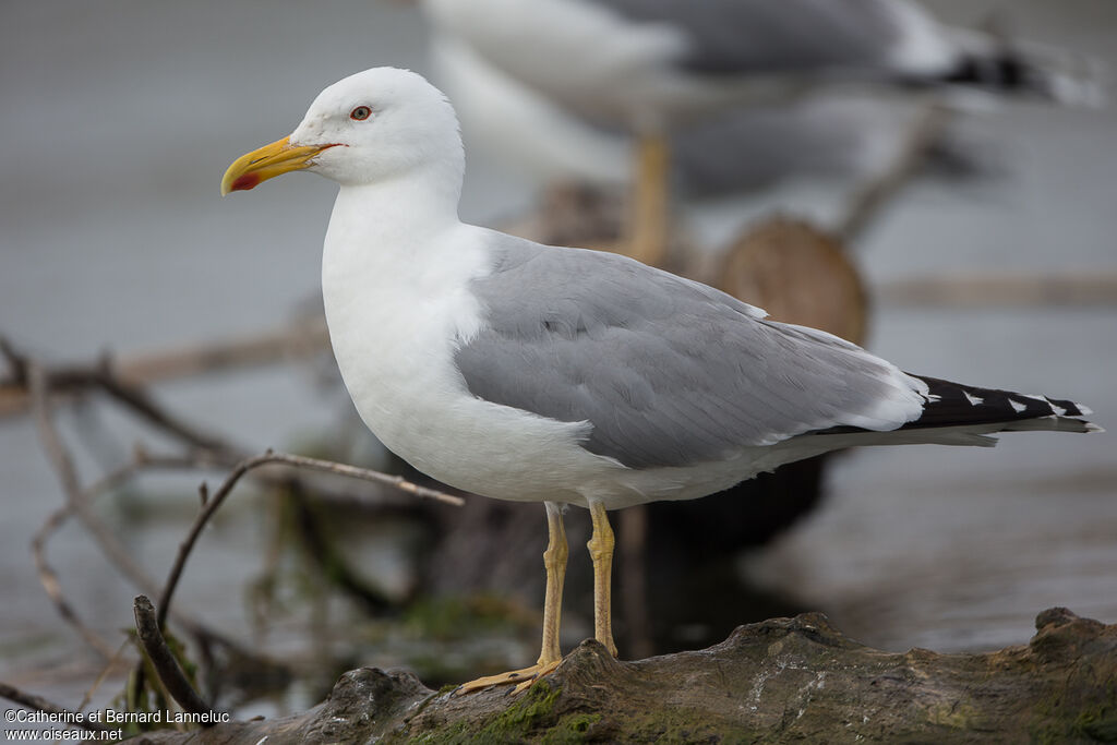 Goéland leucophée, identification