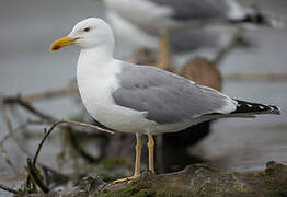 Yellow-legged Gull