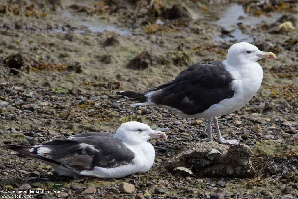 Great Black-backed GullThird  year