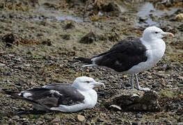 Great Black-backed Gull