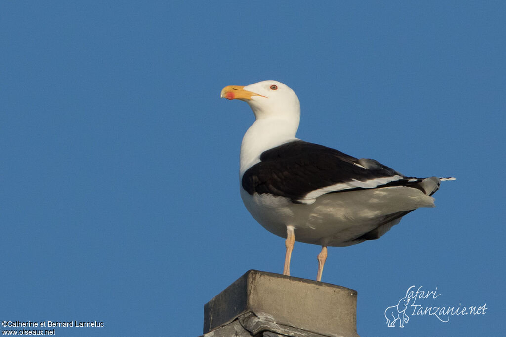 Great Black-backed Gulladult breeding, identification