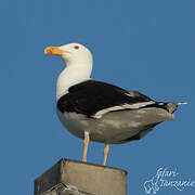 Great Black-backed Gull