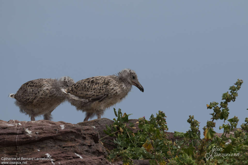 Goéland marinPoussin, identification