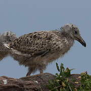 Great Black-backed Gull