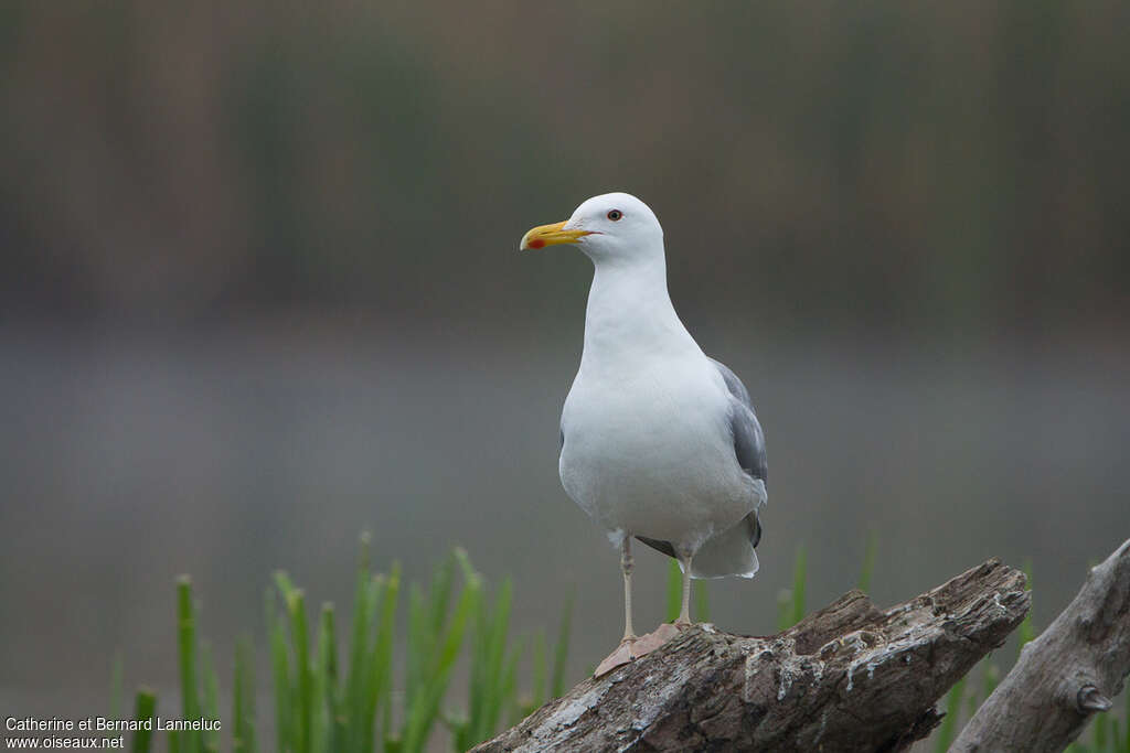 Caspian Gulladult, close-up portrait