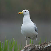 Caspian Gull