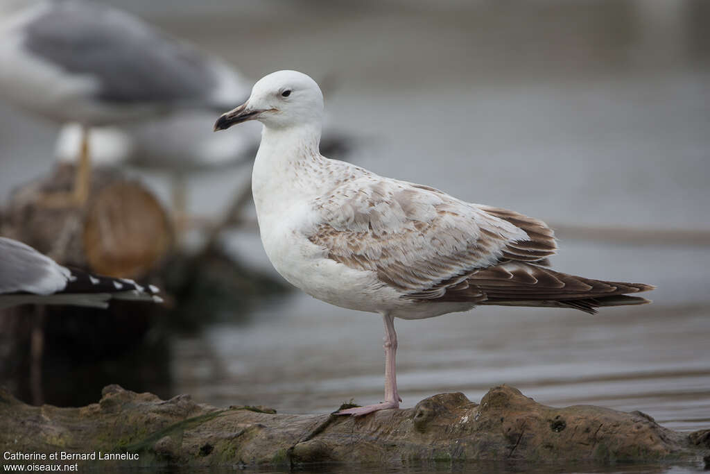 Caspian GullSecond year, identification