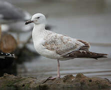 Caspian Gull