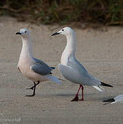 Slender-billed Gull