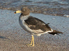 Belcher's Gull