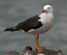 Belcher's Gull