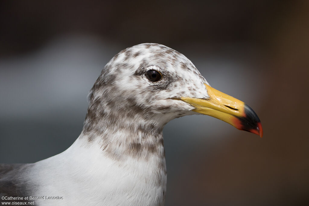 Belcher's Gull, close-up portrait