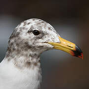 Belcher's Gull