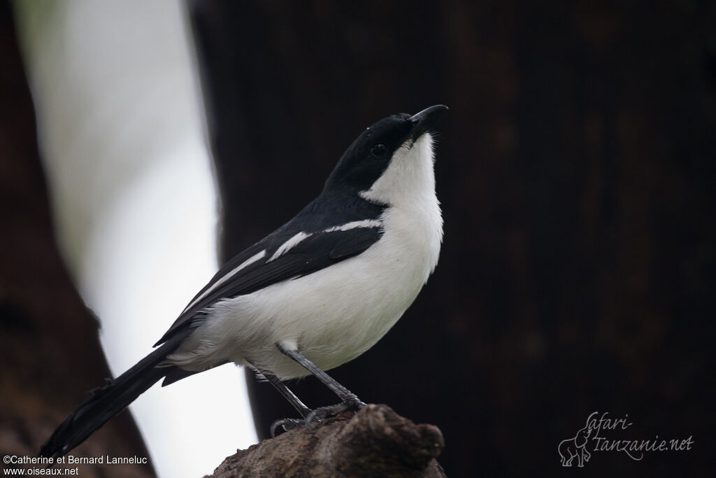 Swamp Boubou