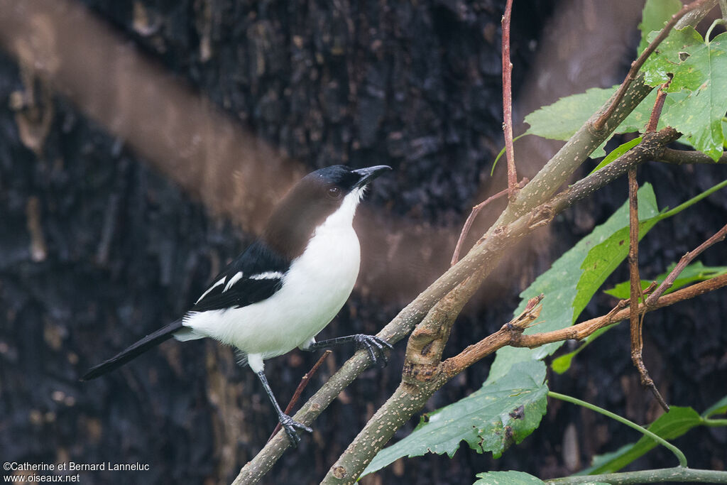 Swamp Boubou