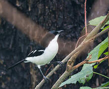 Swamp Boubou