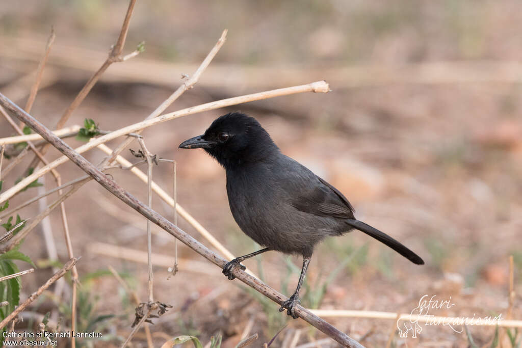 Gonolek ardoiséimmature, identification