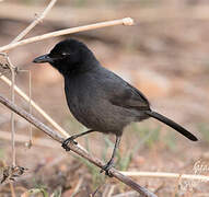 Slate-colored Boubou