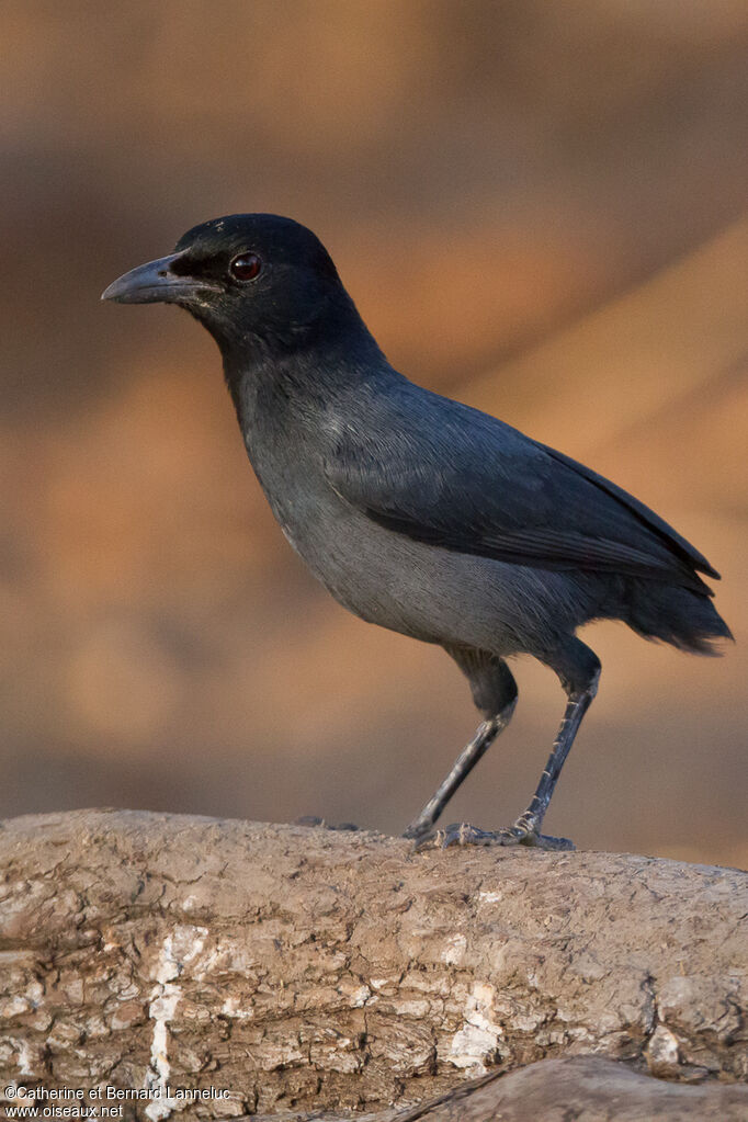 Slate-colored Boubouadult