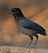 Slate-colored Boubou