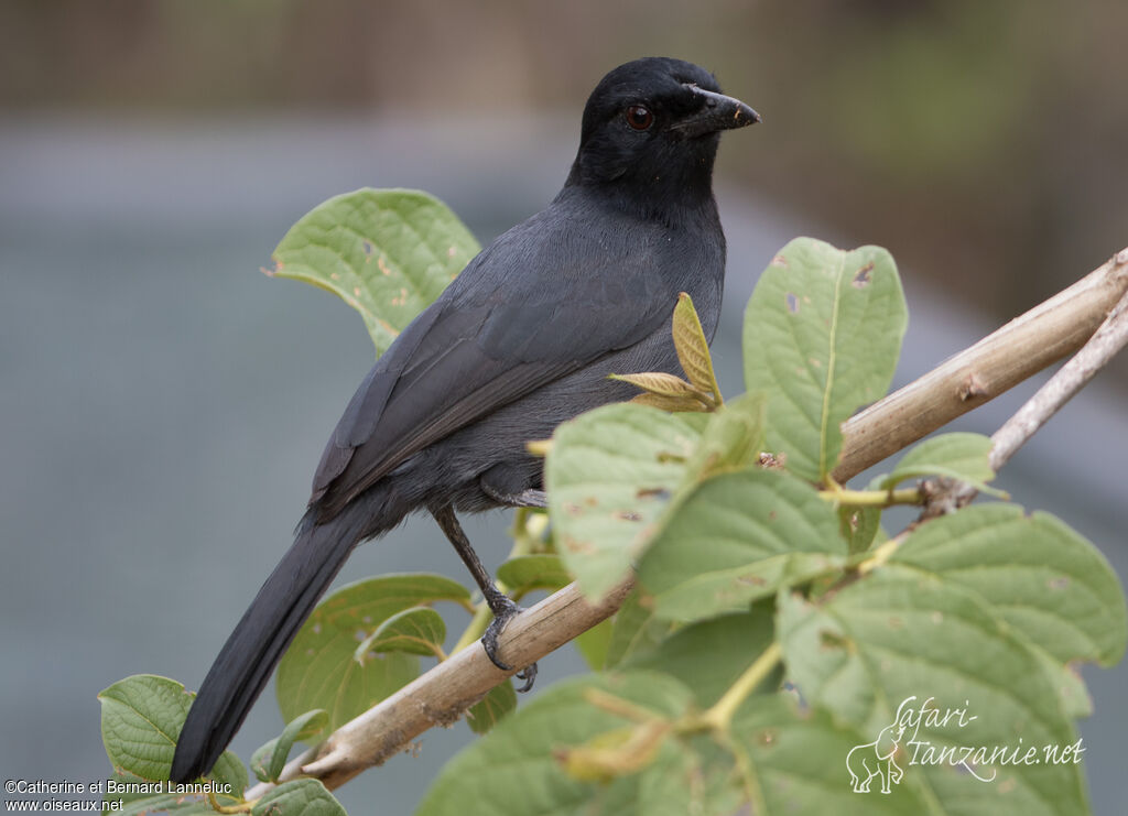 Slate-colored Boubouadult, identification