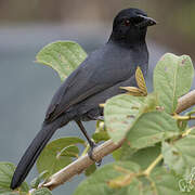 Slate-colored Boubou