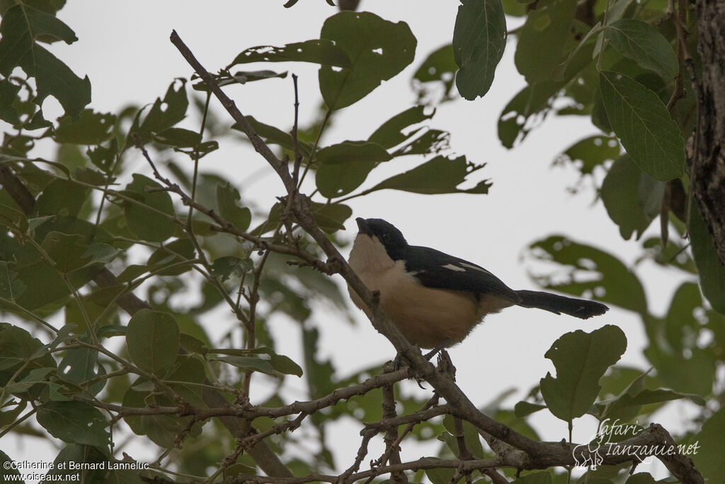 Southern Boubouadult