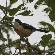 Southern Boubou