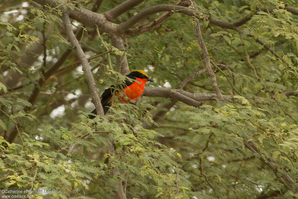 Yellow-crowned Gonolek