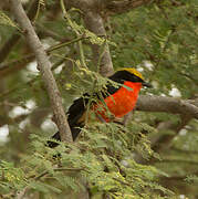 Yellow-crowned Gonolek