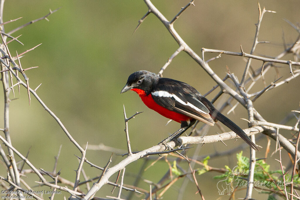 Crimson-breasted Shrikeadult