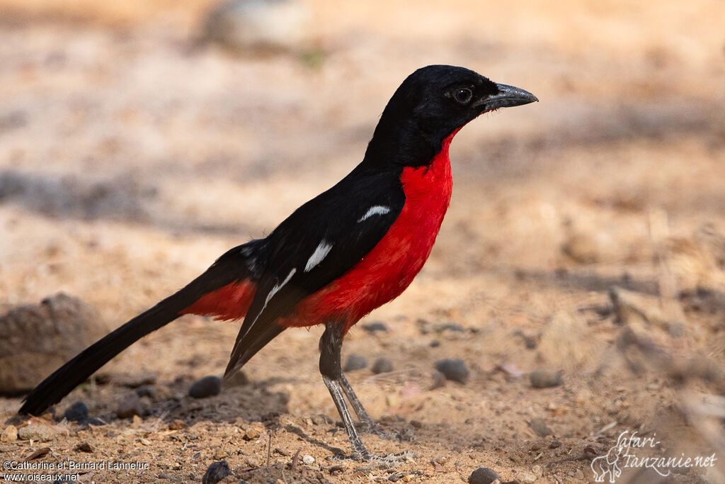 Gonolek rouge et noiradulte, identification