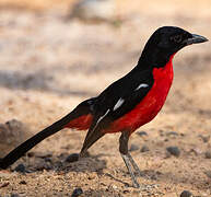 Crimson-breasted Shrike