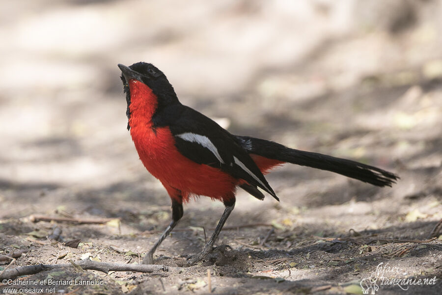 Crimson-breasted Shrikeadult, Behaviour