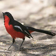 Gonolek rouge et noir