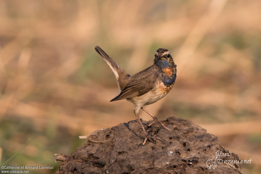 Bluethroat male adult