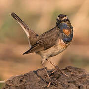 Bluethroat