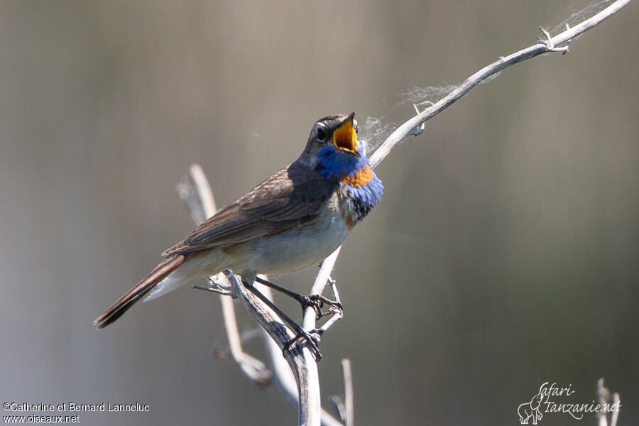 Bluethroat male adult, song