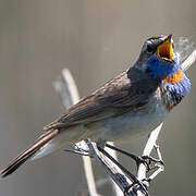 Bluethroat