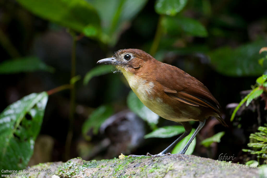 Yellow-breasted Antpittaadult, identification