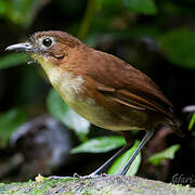 Yellow-breasted Antpitta