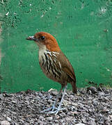 Chestnut-crowned Antpitta