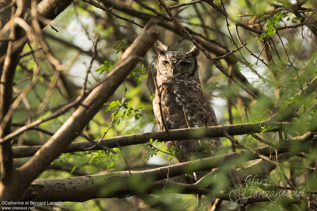 Spotted Eagle-Owlsubadult