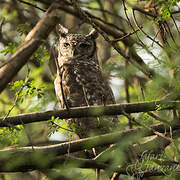 Spotted Eagle-Owl