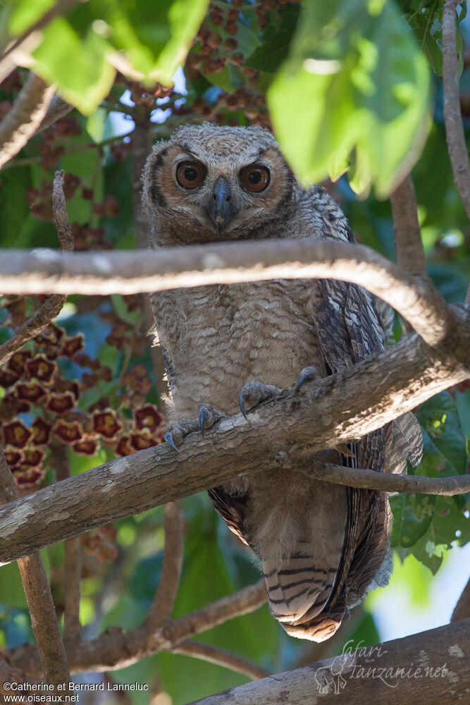 Great Horned Owljuvenile