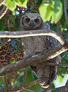 Great Horned Owl